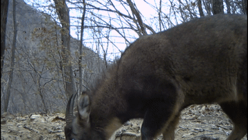 首次!亞洲黑熊“一家三口”留影秦嶺北麓