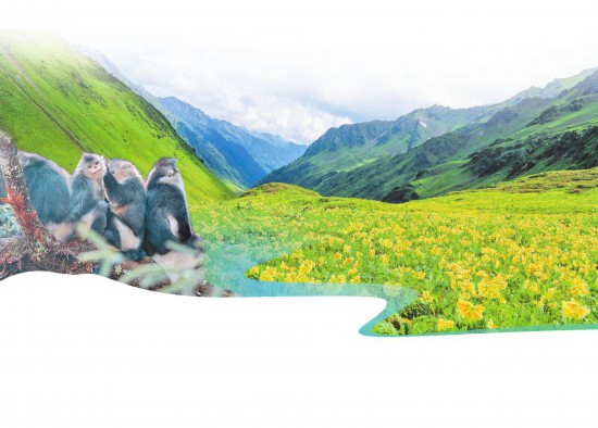 滇金絲猴 新華社記者 王冠森 攝 高黎貢山高山花海 供圖