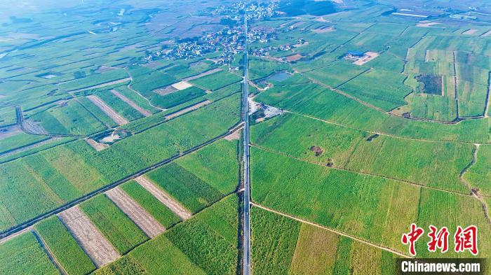 12月5日,航拍來賓市國家現(xiàn)代農(nóng)業(yè)產(chǎn)業(yè)園黃安優(yōu)質(zhì)“雙高”糖料蔗基地。覃飛翔 攝