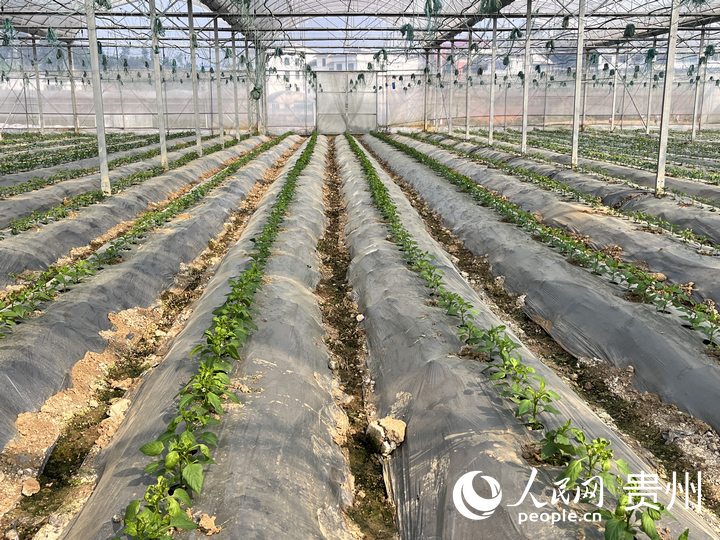 貴陽市臨江村高標(biāo)準(zhǔn)蔬菜保供基地內(nèi)蔬菜長勢良好。人民網(wǎng) 陳潔泉攝