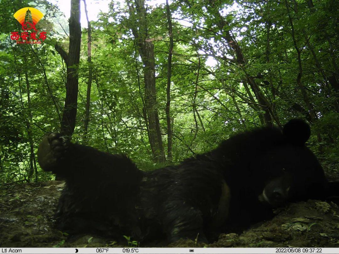 “熊爸爸”時不時打量著相機大搖大擺路過或干脆直接“躺平”,憨態(tài)可掬又輕松自在。 “熊爸爸”時不時打量著相機大搖大擺路過或干脆直接“躺平”,憨態(tài)可掬又輕松自在。