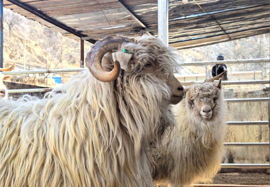 圖示, 示意圖

中度可信度描述已自動(dòng)生成:ver1