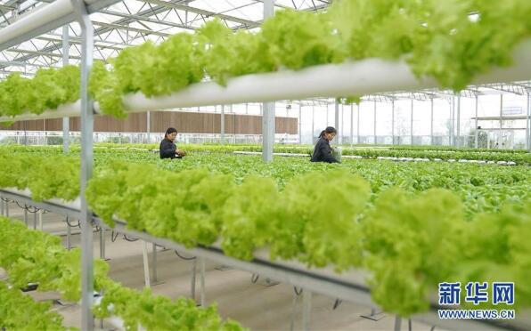 “開心農(nóng)場”里體驗現(xiàn)代農(nóng)業(yè)