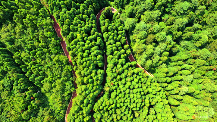 飛鴿景區(qū)林海。
