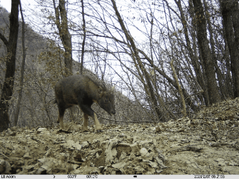 (紅外相機捕捉到的各種秦嶺野生動物)