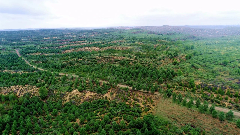 白界樟子松人工造林示范區(qū)。受訪者供圖 白界樟子松人工造林示范區(qū)。受訪者供圖