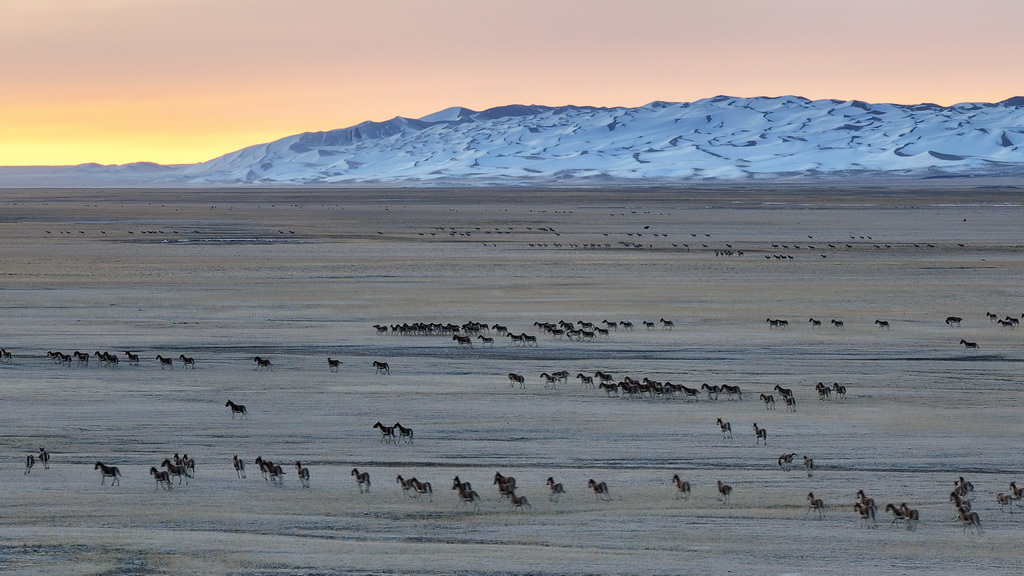 2023年10月17日，在新疆阿爾金山國(guó)家級(jí)自然保護(hù)區(qū)，藏野驢在晨光中奔跑（無(wú)人機(jī)照片）。新華社記者 李響 攝