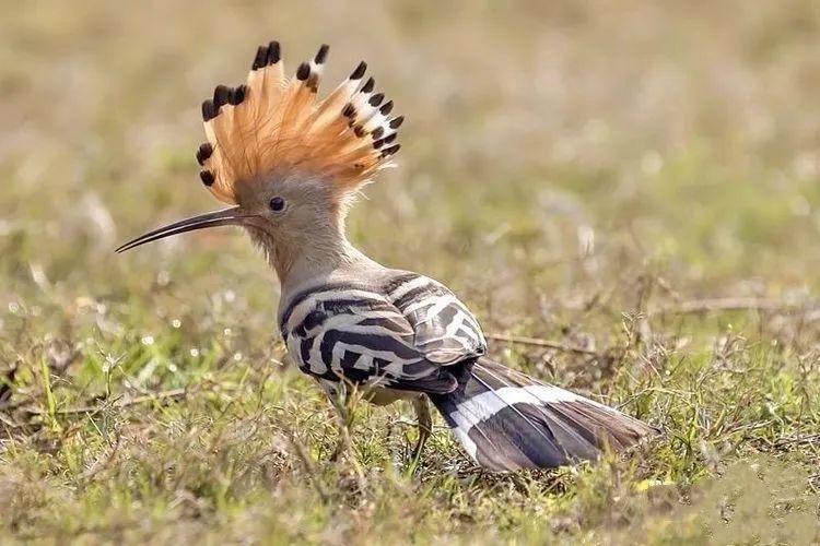 △今年5月,工作人員救助我國“三有”保護鳥類戴勝。 △今年5月,工作人員救助我國“三有”保護鳥類戴勝。