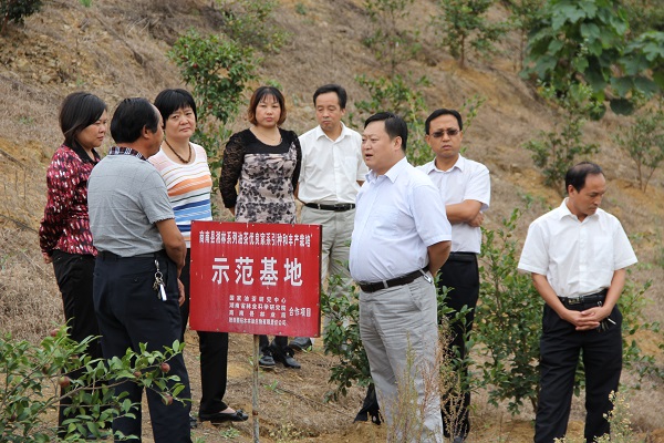 縣長崔華鋒視察油茶基??jpg