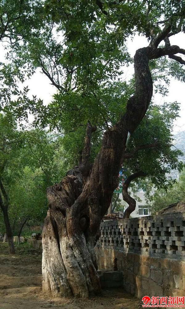 千年“棗樹王????jpg